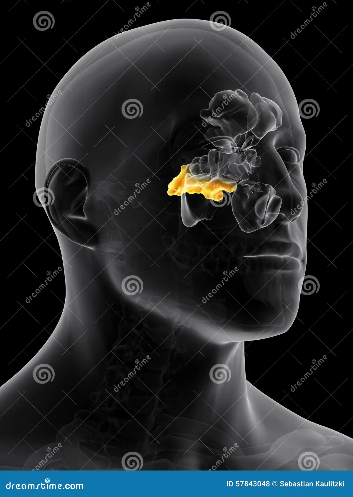 <p>What paranasal sinus is this? </p>