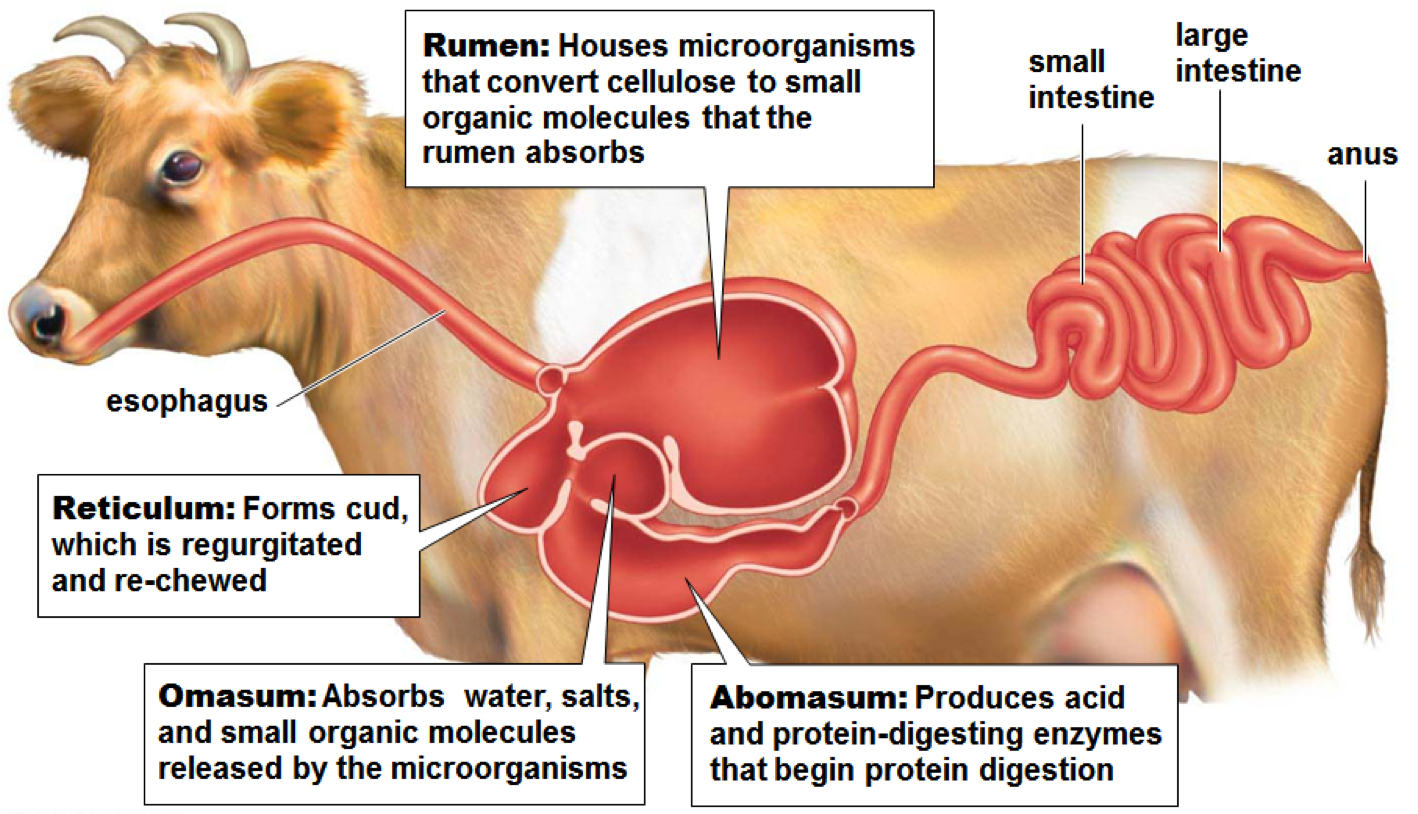 The ruminant digestive system