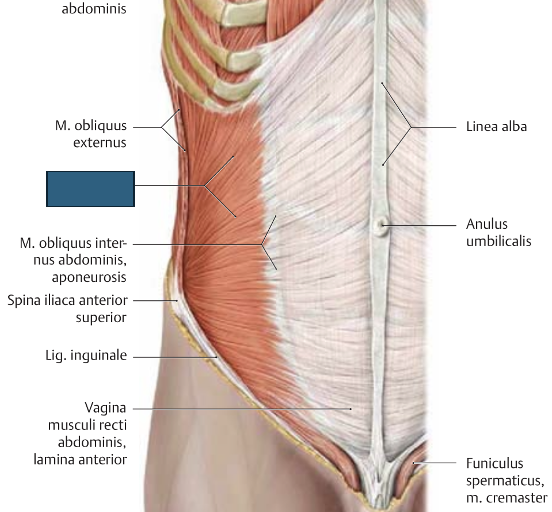 <p>m. obliquus internum abdominis → roteerib keha samale poole, ette ja küljele painutus, prelum abdominale</p>