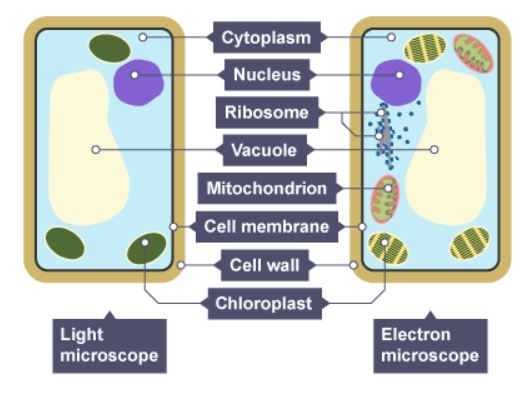 <p>No you can only see the nucleus, cell membrane, cytoplasm, permanent vacuole, chloroplasts and cell wall.</p>