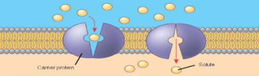 <ul><li><p>undergo subtle change in shape that translocates solute-binding site across membrane</p></li><li><p>protein can transport solute in either direction (in or out of cell) w/ net mvmt being DOWN concentration gradient of solute</p></li></ul>