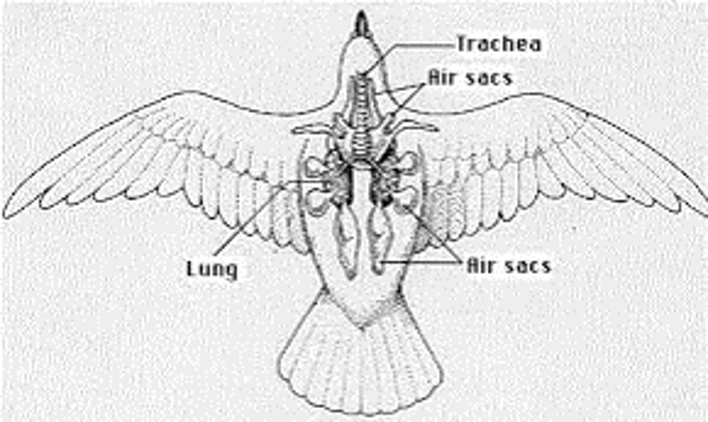 <p>air sacs: continuous airflow</p>