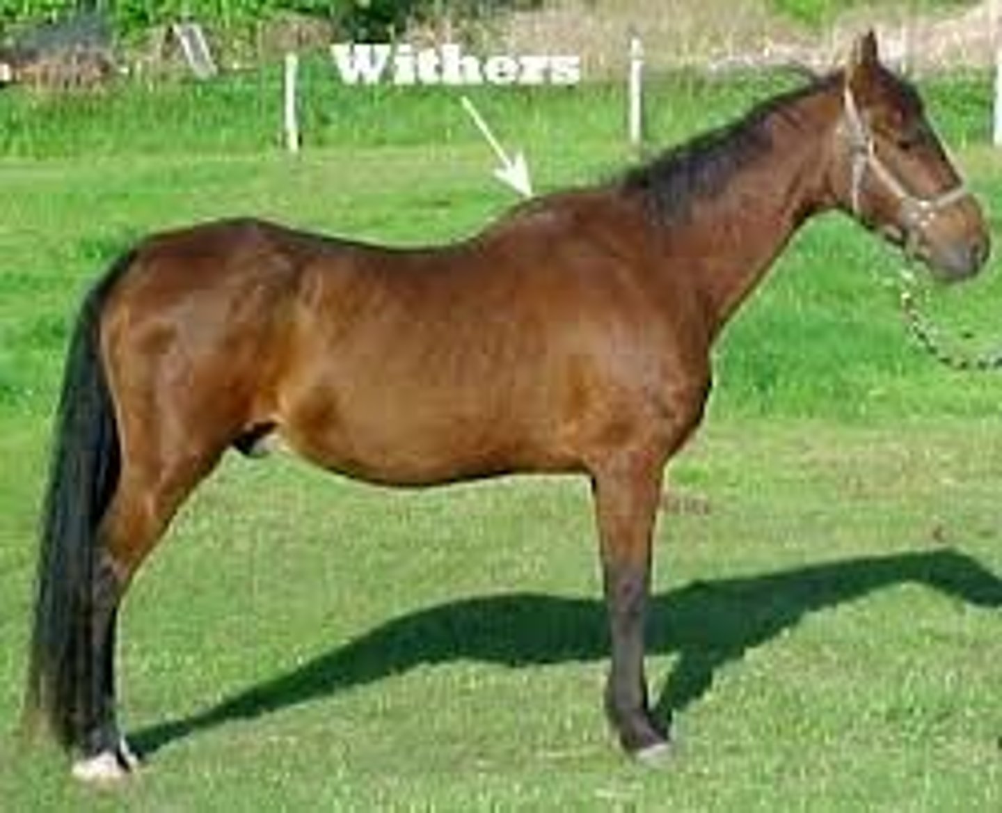 <p>Withers</p>
