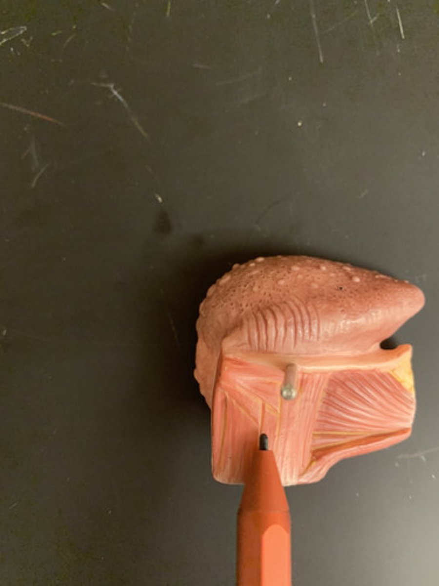 <p>Origin: Hyoid bone</p><p>Insertion: Tongue</p><p>Action: Depresses tongue</p><p>Inn: Hypoglossal nerve (CN XII)</p>