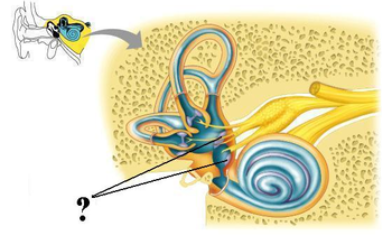 <p><span><span>What phenomenon do the indicated structures sense?</span></span></p>