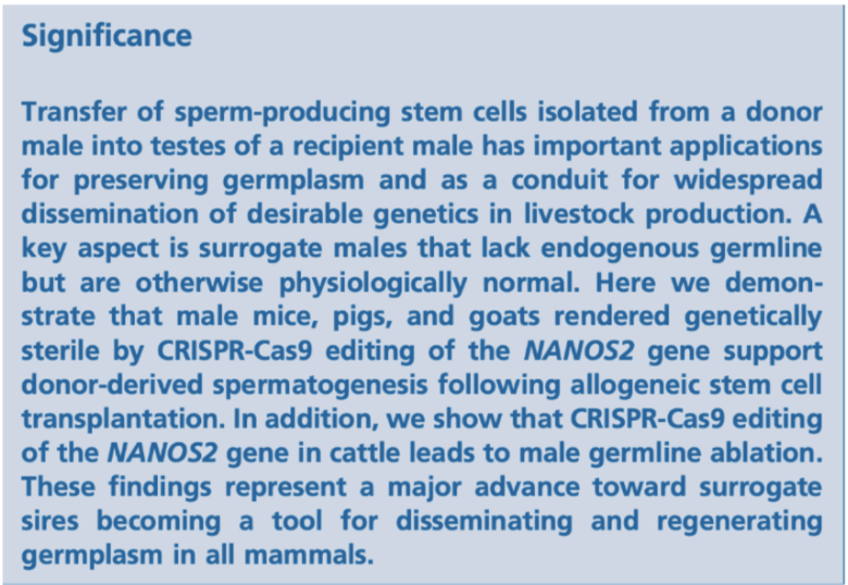 <ul><li><p>how is this technology applicable to beef and dairy industries?</p><ul><li><p>opportunities:</p><ul><li><p>restoring fertility — human implications, chemo/radiation therapy</p></li><li><p>increase sperm production of elite sires — collection of bulls happens so often — produce more straws/quantities</p></li><li><p>beef x dairy implications</p></li><li><p>clean up bulls on farm — better genetic potential</p></li><li><p>older bulls may die; transport them</p></li><li><p>sub for AI</p></li></ul></li><li><p>limitations:</p><ul><li><p>low fertility</p></li><li><p>genetic modification concerns</p></li><li><p>expensive</p></li><li><p>issue with sperm quality — or the sperm that you want</p></li><li><p>can’t sex the semen</p></li><li><p>animal welfare</p></li><li><p>time consuming</p></li><li><p>more research</p></li><li><p>not available everywhere/geographical limitations</p></li><li><p>fertility efficiency issue — fertility not truly restored</p></li></ul></li></ul></li></ul><p></p>