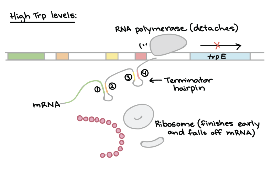 <ul><li><p>Ribosomes quickly translate the <strong>leader peptide sequence</strong>, which includes <strong>two</strong> tryptophan codons</p></li><li><p>Forms a <strong>terminator hairpin</strong> in the mRNA, halting transcription prematurely</p></li><li><p><strong>RESULT → </strong>Transcription of structural genes is <strong><u>STOPPED EARLY</u></strong></p></li></ul><p></p>