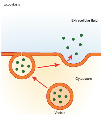 “cell exiting” 

where cells move materials from inside to outside of the cell from the vesicle to the membrane