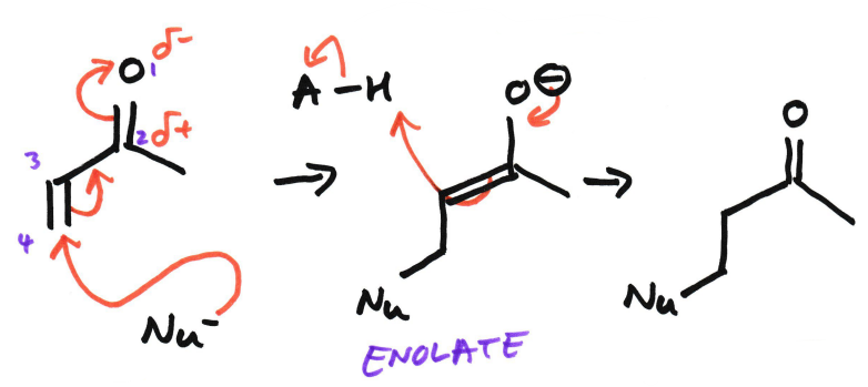 <p>The numbering is 1 to 4, with 1 being oxygen. </p><p>The nucleophile attacks 4 C. The pi bond breaks because the pi bond is weaker. A bond is formed between the nucleophile and 4 C. A double bond is formed between 2 and 3 and then the carbonyl double bond is broken. An enolate is formed.</p><p>Also known as conjugate addition and Michael addition</p>