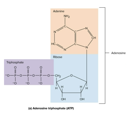 <p>Adenosine triphosphate (ATP)</p>