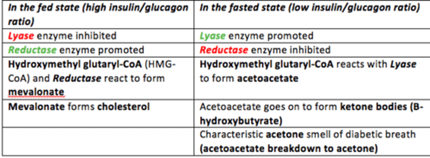 <p>Fed State = High Insulin/Glucagon Ratio </p><p>- Lyase inhibited </p><p>- Reductase activated</p><p>- Hydroxymethyl glutaryl-CoA (HMG-CoA) + Reductase react</p><p>- Production of Mevalonate which forms Cholesterol </p><p>- Cholesterol synthesis favoured in the fed state </p>