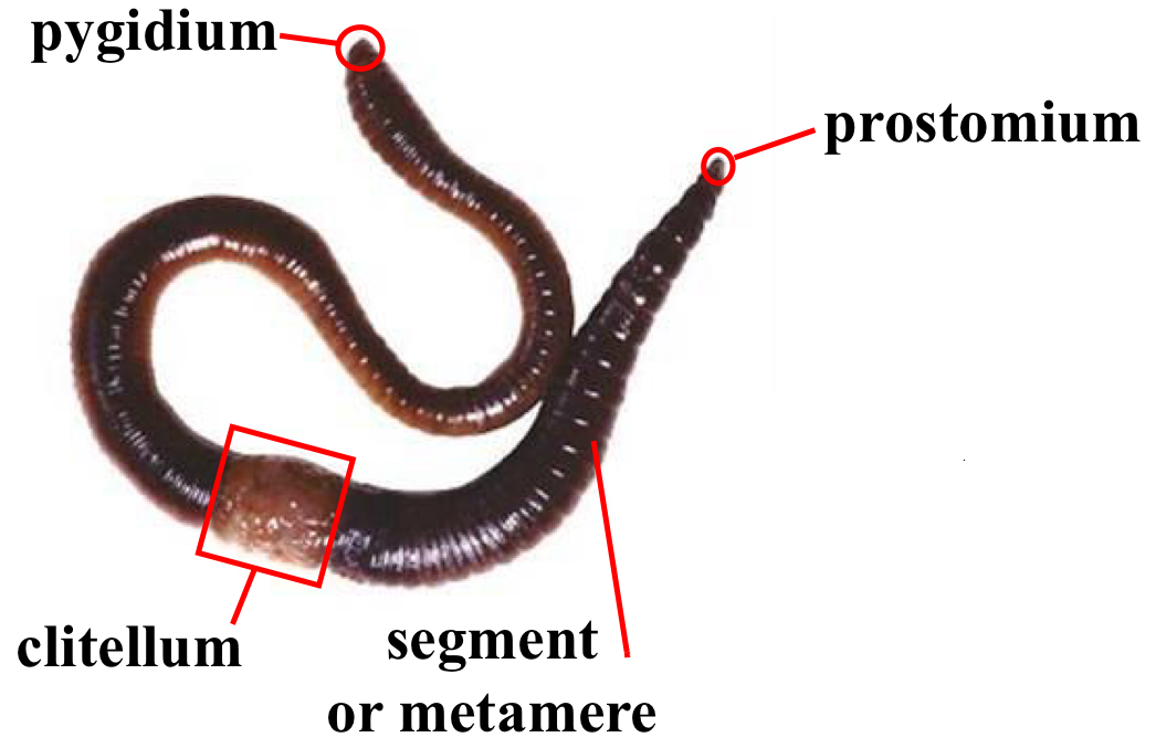 <p>soil burrowing worms</p><ul><li><p>no parapodia</p></li><li><p>no suckers </p></li><li><p>ex: earthworms</p></li></ul><p></p>