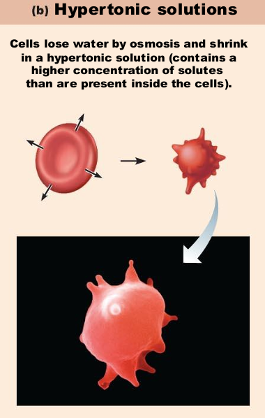 <ul><li><p>Water leaves cell</p></li><li><p>Cells shrink</p></li></ul><p>(high solute, low water concentration)</p>
