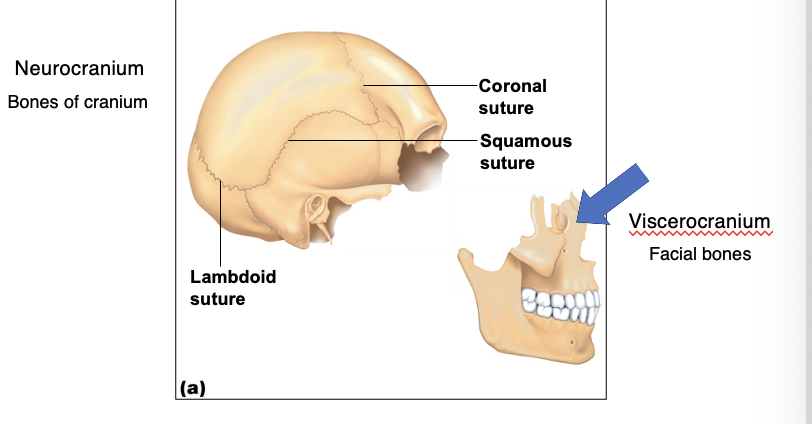 <p>The suture between the occipital and parietal bones, resembling the Greek letter lambda. (neurocranium)</p>