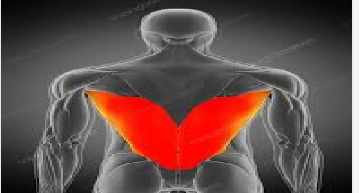 <p>upper body</p>