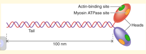 <p>-component of thick filament</p><p>-globular head grabs onto actin in thin filaments → form cross-bridge</p><p>2 sites - actin-binding site, and myosin ATPase site (split ATP)</p>
