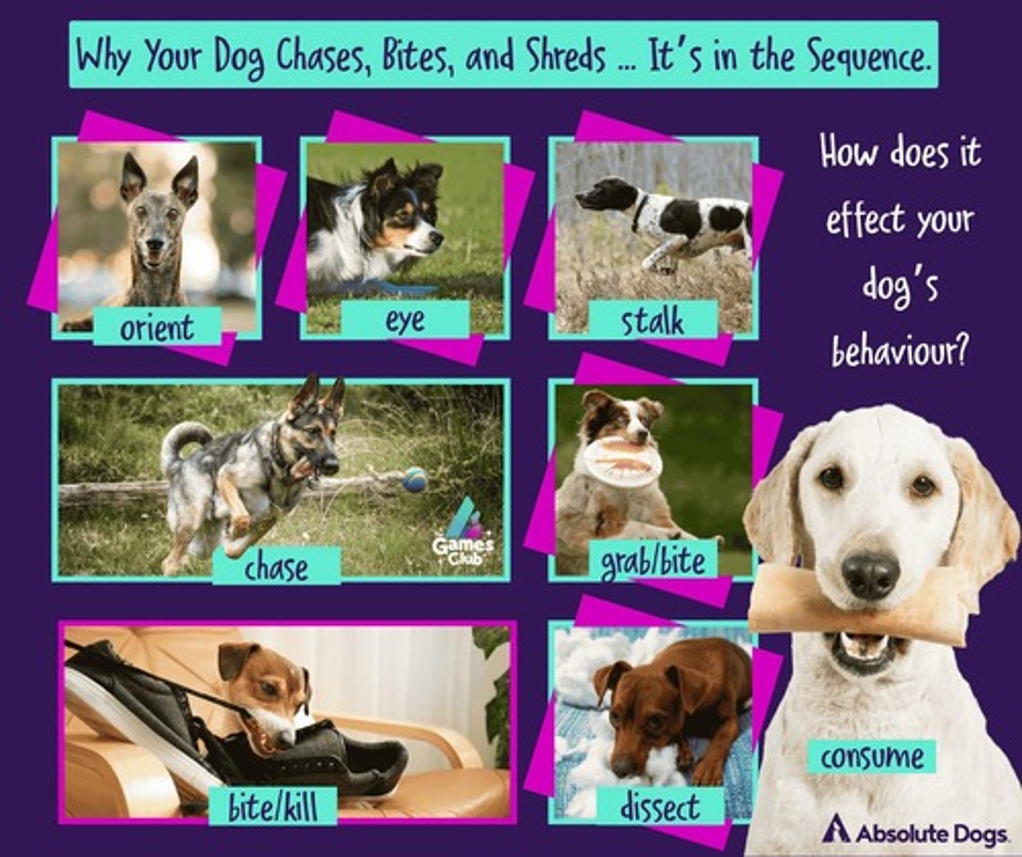 <p>Dogs have been selected to emphasize parts of the predatory sequence but are often locked into juvenile stages of behavior.</p>