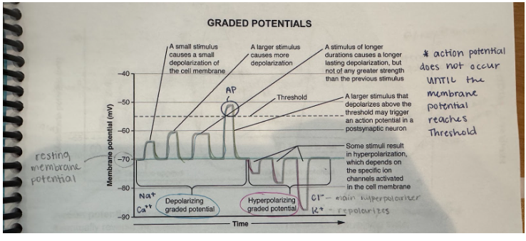 <p>A stimulus produces a temporary, localized change in the resting potential that decreases with increased distance from the stimulus. These small deviations can make the membrane either more or less polarized and occur most often in dendrites and cell bodies.</p><p></p><p>The membrane can become either:</p><ul><li><p>More polarized</p></li><li><p>Less polarized</p></li></ul><p>Occur most often in the dendrites and cell body of a neuron</p><ul><li><p>Produce graded potentials only because they lack voltage gated Na+ and K+ channels </p></li><li><p>They have chemically gated Na+ channels</p></li><li><p>Axons have voltage gated Na+ and K+ channels</p></li></ul><p>Vary in amplitude (size)m depending on the strength of the stimulus</p><ul><li><p>They are larger or smaller, depending on the number of ion channels that have opened (or closed), and how long they stay open</p></li></ul><p>The current dies out shortly</p><ul><li><p>Therefore, graded potentials are only good for short-distance communications, but are essential in initiating action potentials</p></li></ul><p>Graded potentials produced on the dendrites and cell body are responsible for generating action potentials on the axon, which travel to the synaptic terminal</p><p></p>