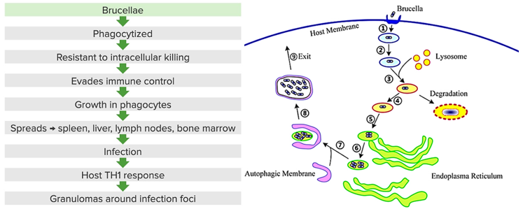 <ul><li><p><strong>Intracellular infection</strong> – Hides inside immune cells to spread and avoid immune detection.</p></li><li><p><strong>LPS (O Ag component)</strong>– Helps protect against immune response.</p></li><li><p><strong>Immunosuppressive effects</strong> – Reduces <strong>MHC II expression</strong>, blocks <strong>cytokine production</strong>, and prevents infected cells from undergoing apoptosis, weakening immune defenses.</p></li></ul><p></p>