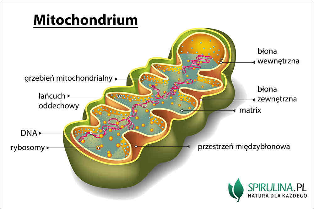 <p style="text-align: center"><strong>Funkcja mitochondriów</strong></p>