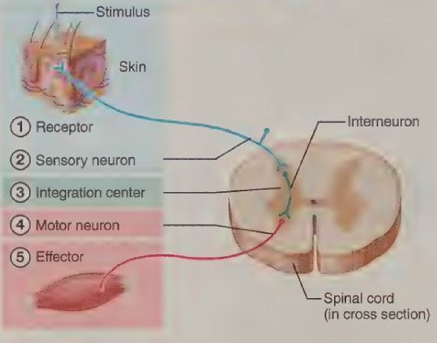 <p>Proprioceptors in the quadriceps muscle → afferent fibers of femoral nerve → spinal cord → efferent fibers of femoral nerve → quadriceps muscle.</p>