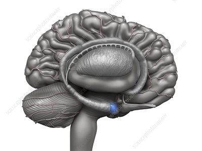 <p>what location in the brain is this?</p>