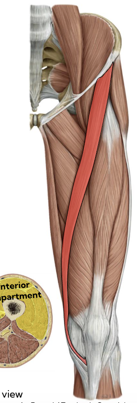 <p>Sartorius — Anterior thigh</p><p></p>