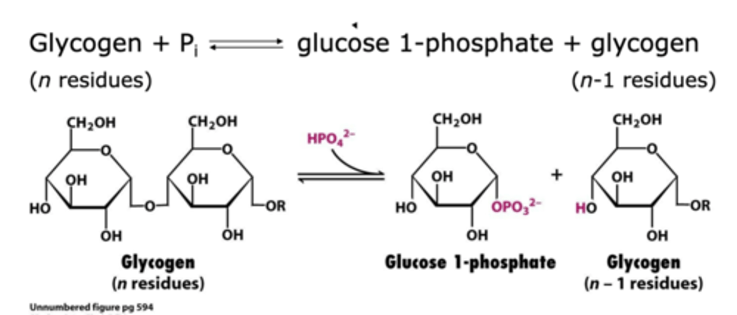 <p>Glycogen phosphorylase, phosphorolysis</p>