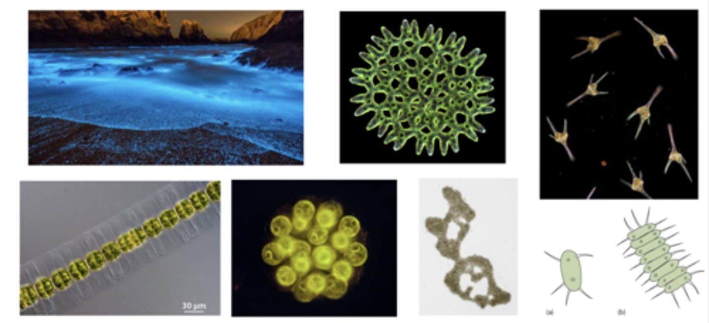 <p>- small cell size and rapid cell division, generates large populations,</p><p>- larger cell size, bigger than smaller herbivores,</p><p>- predator avoidance for flagellate algal species,</p><p>- ability to grow in the cold season when herbivore populations are low,</p><p>- structural defenses,</p><p>- inducible defenses,</p><p>- bioluminescence and chemical deterrents/toxins</p>