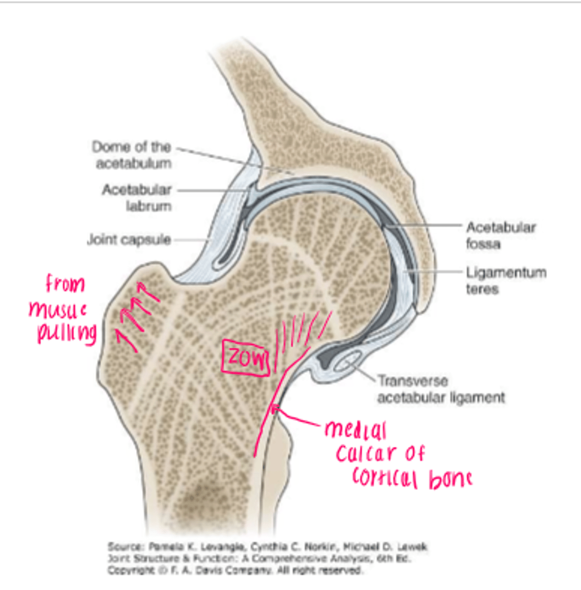 <p>bending relationship between femoral head/neck vs shaft</p><p>*results in trabecular patterns within head/neck</p>