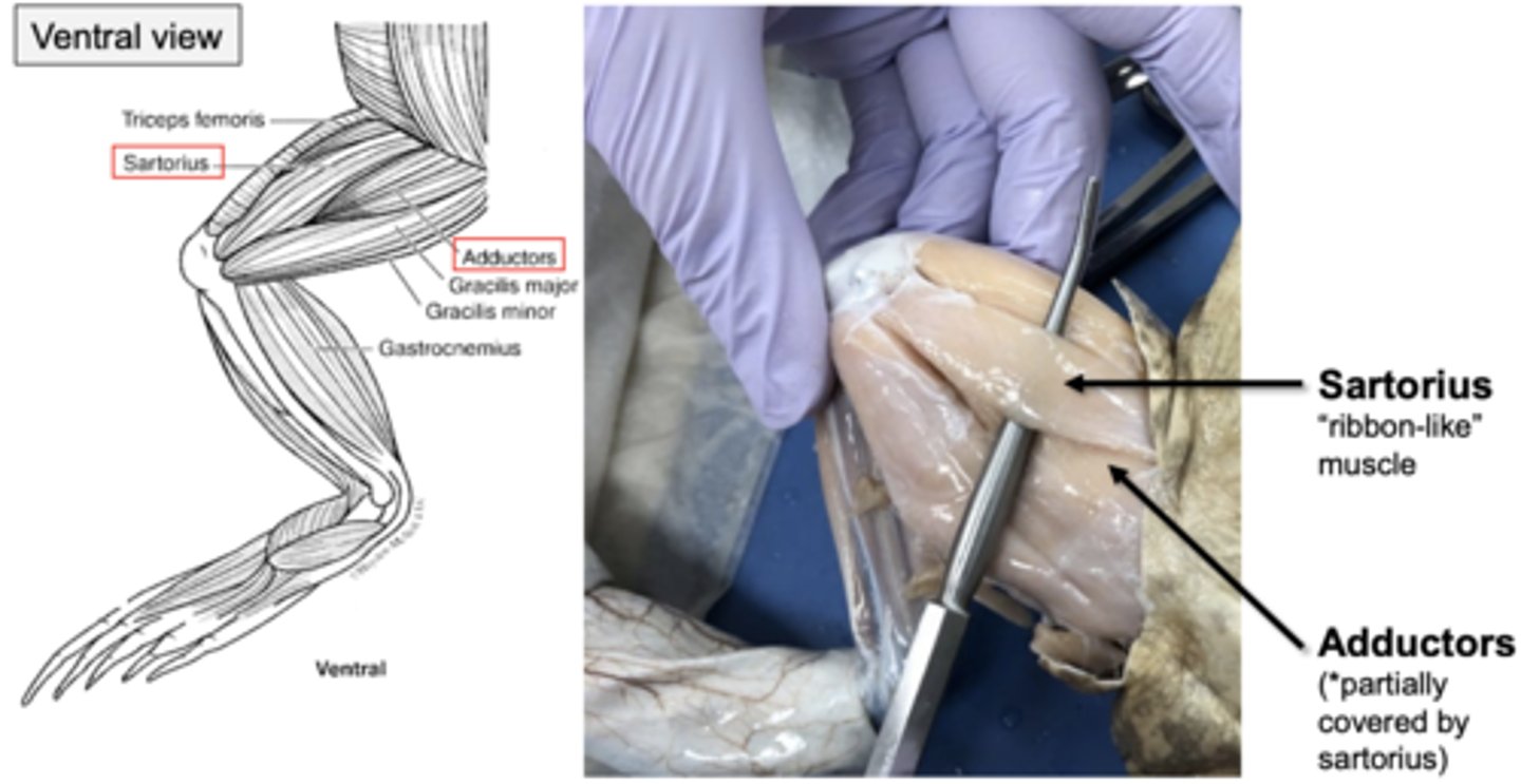 <p>adductor longus, adductor magnus, and sartorius (ribbon like muscle)</p>