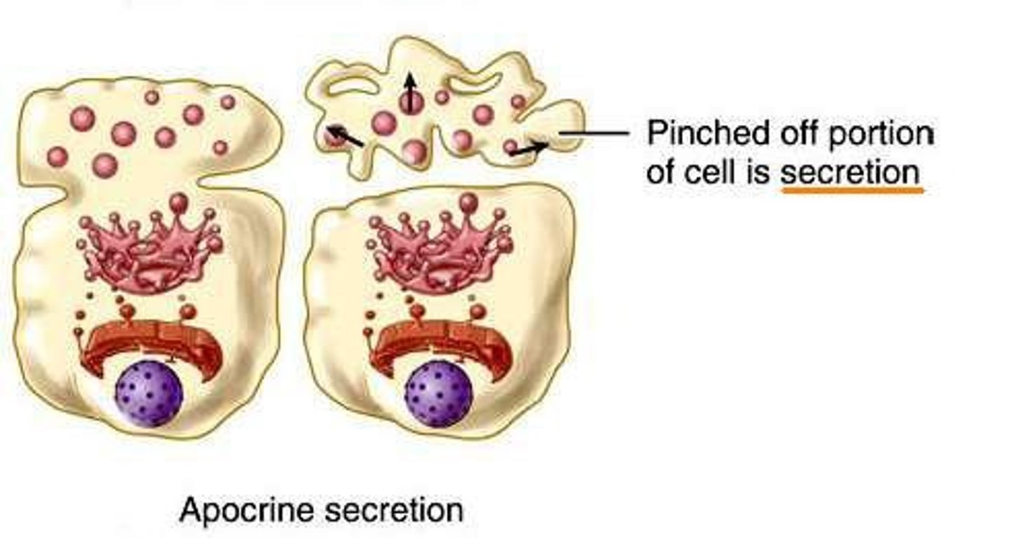 <p>The top of the cell is lost with the secretion - mammary glands</p>