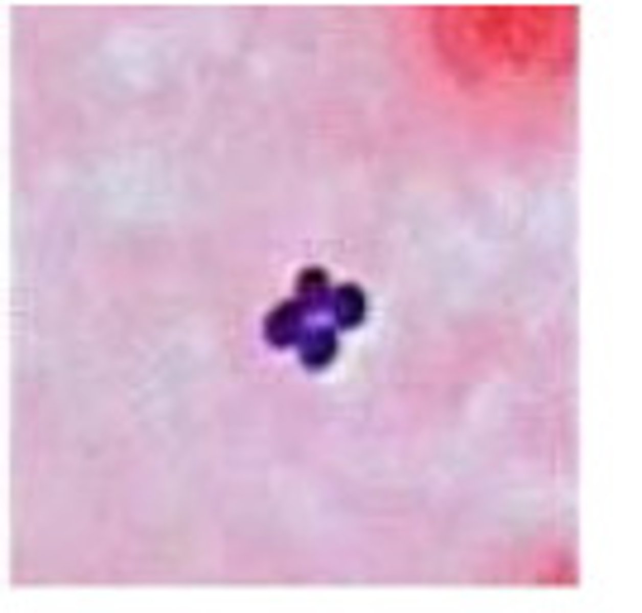 <p>4 cocci in a square</p>