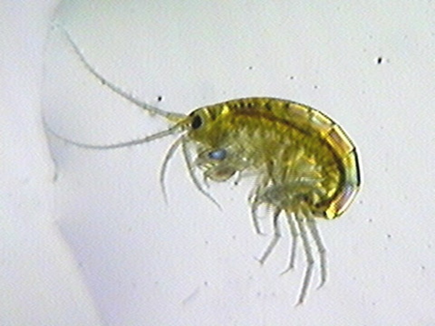 <p>posterior 3 part appendages, jumping, burrowing</p>