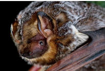 <p>frosted coat; ears are short, rounded, and edged with black</p>