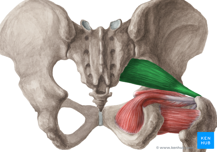 <p>sacrum</p>