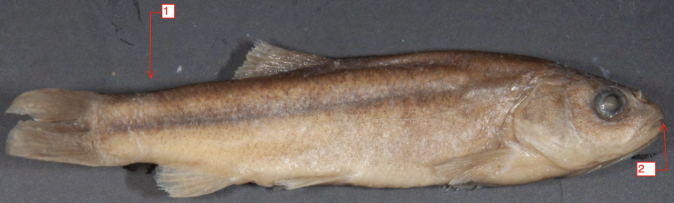 <p>!</p><p>phylum</p><p>subphylum</p><p>superclass</p><p>class</p><p>subclass</p><p>infraclass</p><p>order</p>