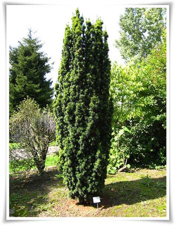 <p>Taxus, Gemeine Eibe, Europäische Eibe</p>