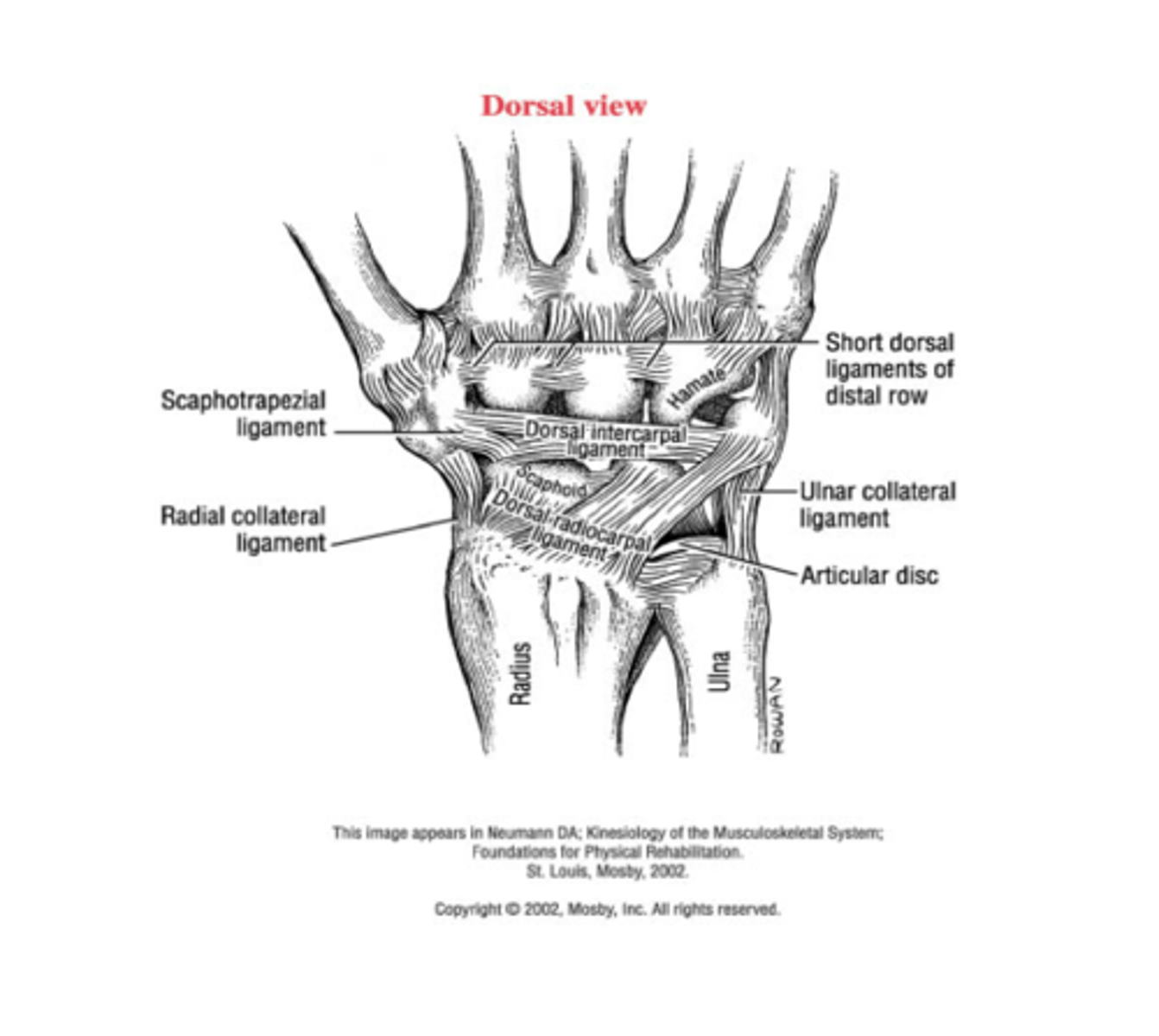<p>Courses horizontally from triquetrum to lunate, scaphoid, and trapezium</p><p>Work together to form a lateral V shape diagonally across the dorsal wrist connecting the</p><p>radius, scaphoid and triquetrum</p><p>Provides dorsal stabilization to the carpus, especially the scaphoid</p>