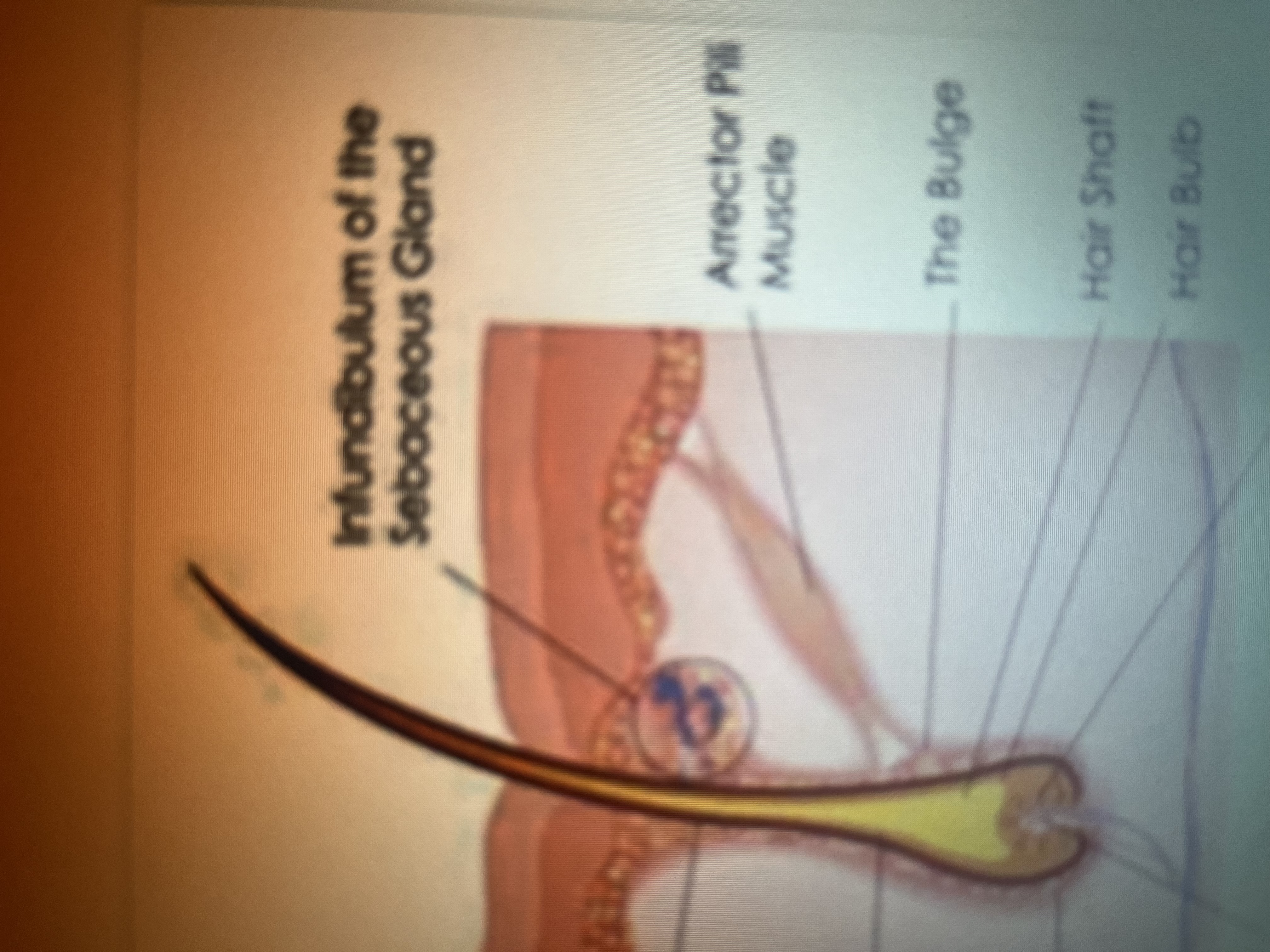 <p>Arrector pili muscle</p>