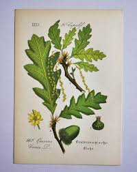 <p>Turkey (Austrian) Oak (Quercus cerris)</p>