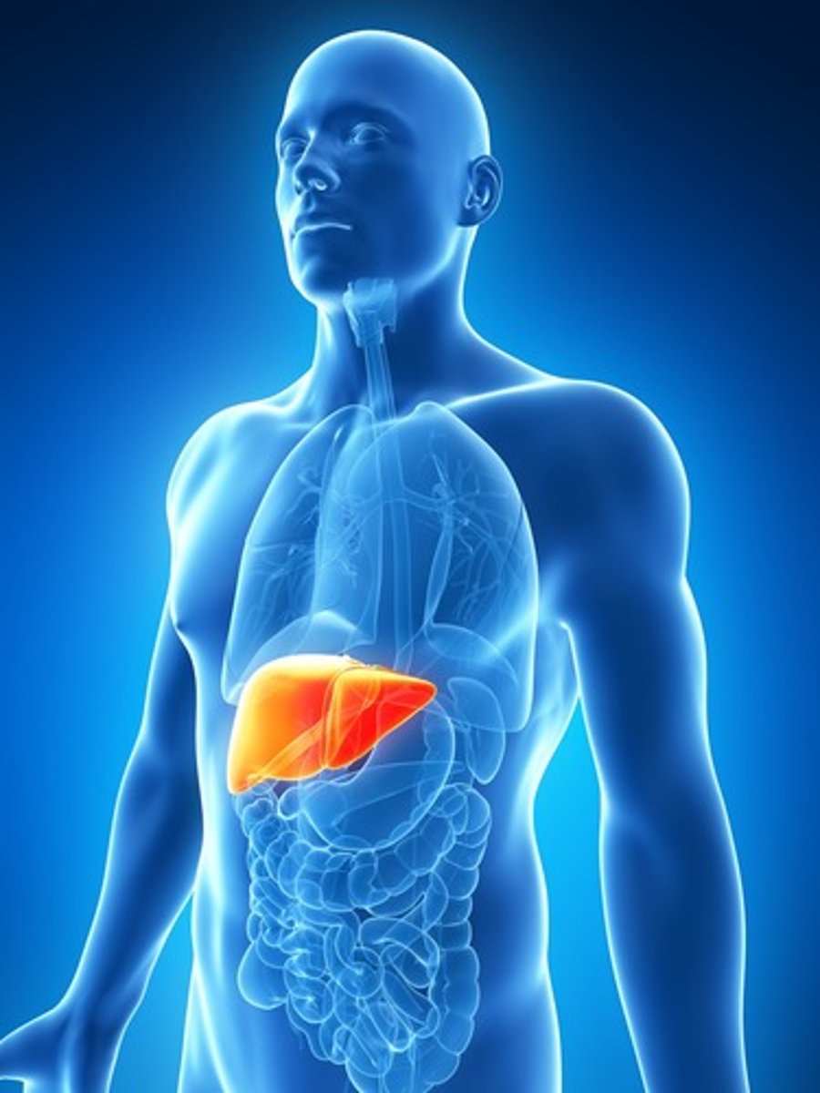 <p>Liver</p>