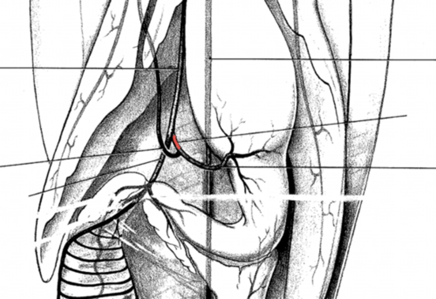 <p>where does the gastrohepatic artery get its blood supply from?</p>