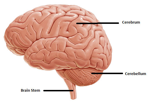 Cerebrum 