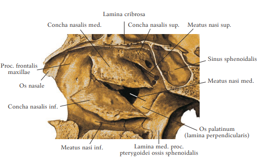 <p>lamina cribrosa</p>