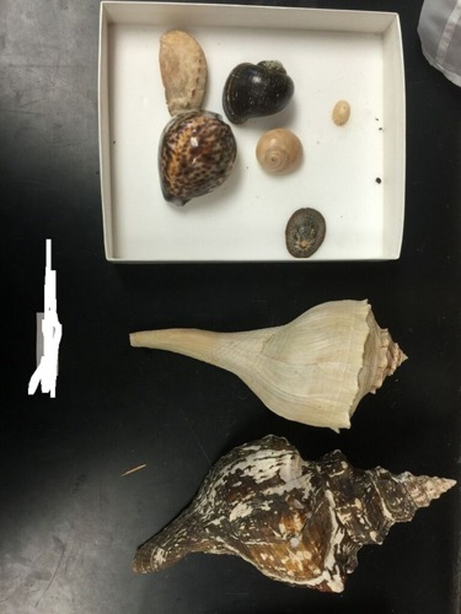 <p>Group within the class Gastropoda (limpets, whelks, conchs, cowries; everything that's not a snail, slug, or nudibranch)</p>