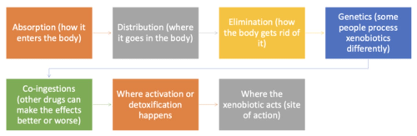 <p>- absorption</p><p>- distribution</p><p>- elimination</p><p>- genetics</p><p>- co-ingestions</p><p>- where activation or detoxification happens</p><p>- where xenobiotic acts</p>