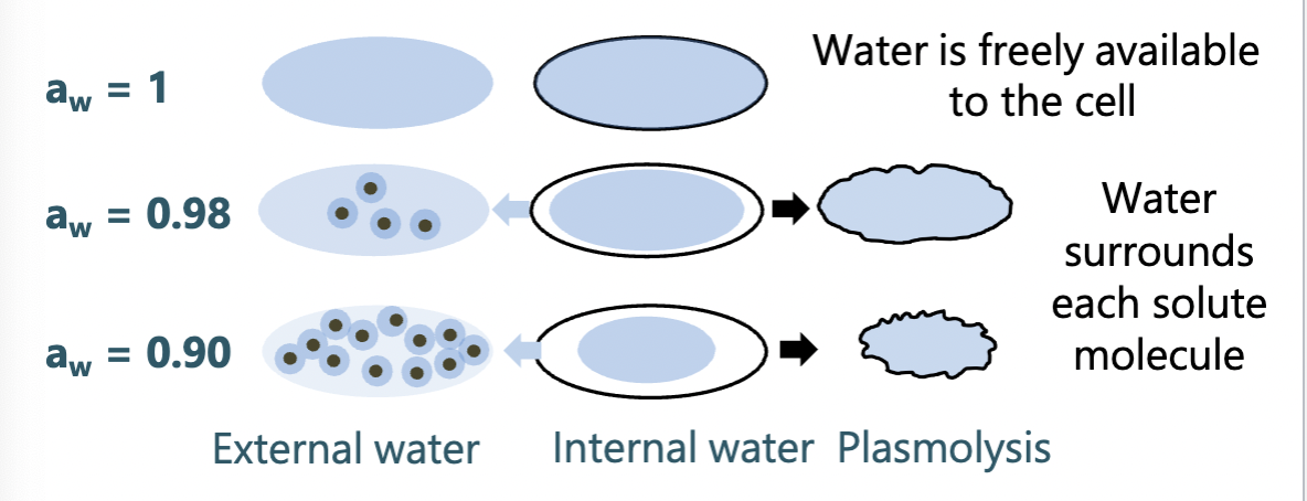 <p>= Water availability&nbsp;</p><p>measure of the degree of water availability - inversely related to osmolarity (measure of the solute molecules in a solution)</p>