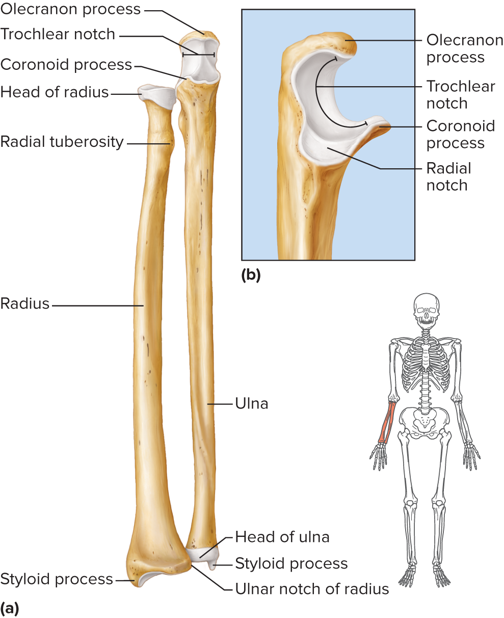 <p>medial to the radius and longer than the radius</p><p>at the proximal end, ulna has a wrenchlike opening, the trochlear notch, that articulates with the trochlea of the humerus</p><p>olecranon and coronoid process above and below this notch provide attachment for muscles</p><p>at distal end, knoblike head articulates laterally with a notch of the radius (ulnar notch) + disc of fibrocartilage inferiorly</p><p>medial styloid process at the distal end of the ulna provides attachments for wrist ligaments</p>