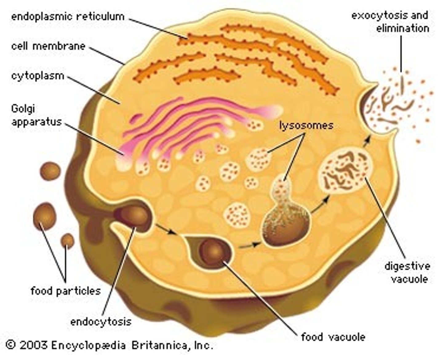 <p>a cell organelle that aids in digestion and the recycling of old cell materials</p>